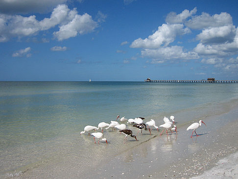 Fotos Vögel am Strand | 